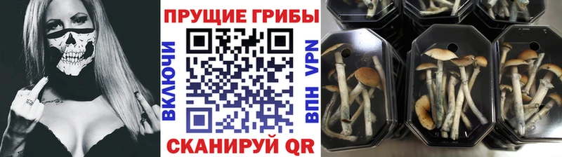 Псилоцибиновые грибы GOLDEN TEACHER  купить  цена  Ржев 